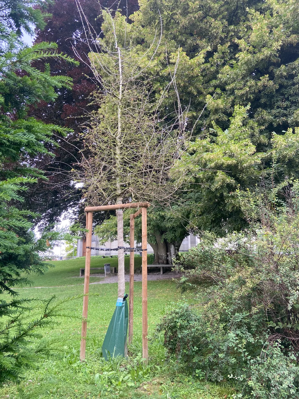 Ein Jungbaum steht geschützt in einem Park.